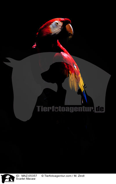 Hellroter Ara / Scarlet Macaw / MAZ-05357