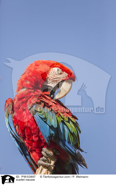 Hellroter Ara / scarlet macaw / PW-03897