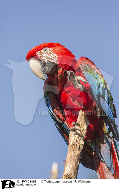 Hellroter Ara / scarlet macaw / PW-03898