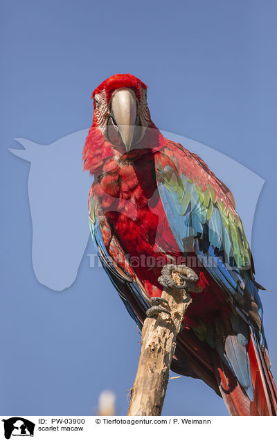 Hellroter Ara / scarlet macaw / PW-03900