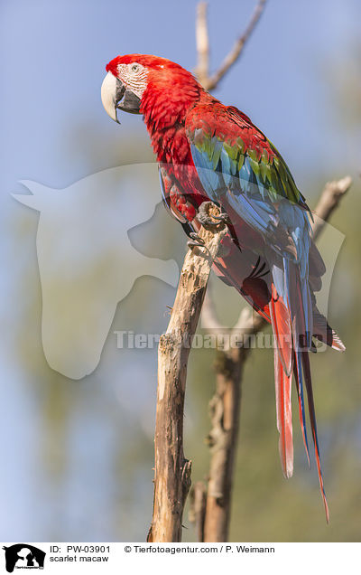 Hellroter Ara / scarlet macaw / PW-03901