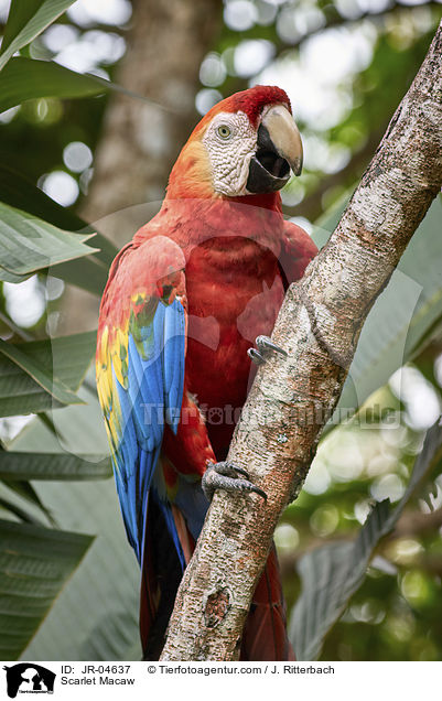 Hellroter Ara / Scarlet Macaw / JR-04637