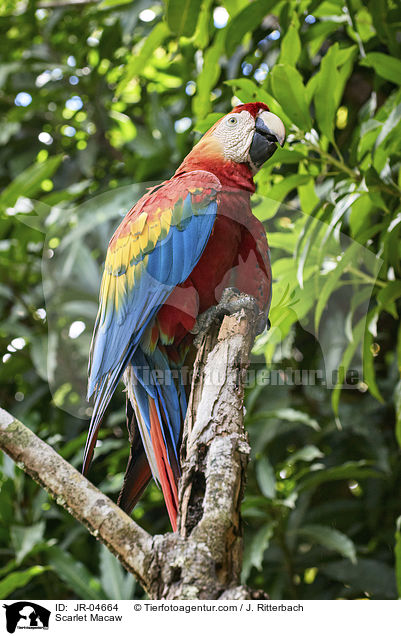 Hellroter Ara / Scarlet Macaw / JR-04664