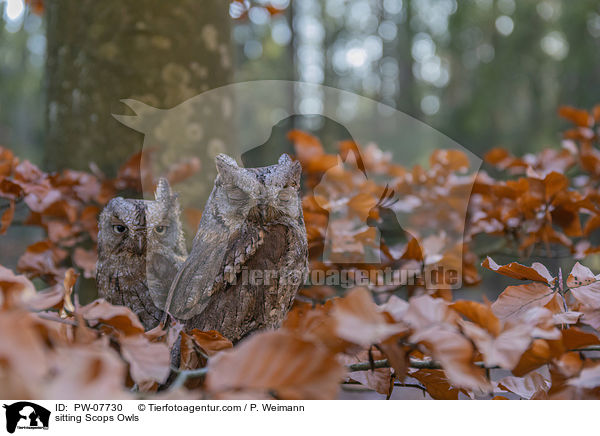 sitzende  Zwergohreulen / sitting Scops Owls / PW-07730