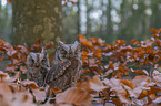 sitting Scops Owls