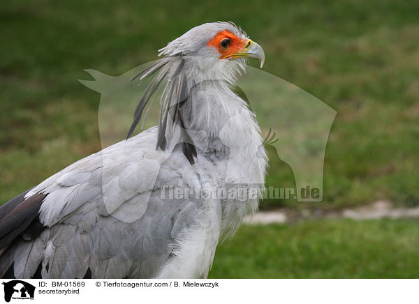 Sekretr / secretarybird / BM-01569