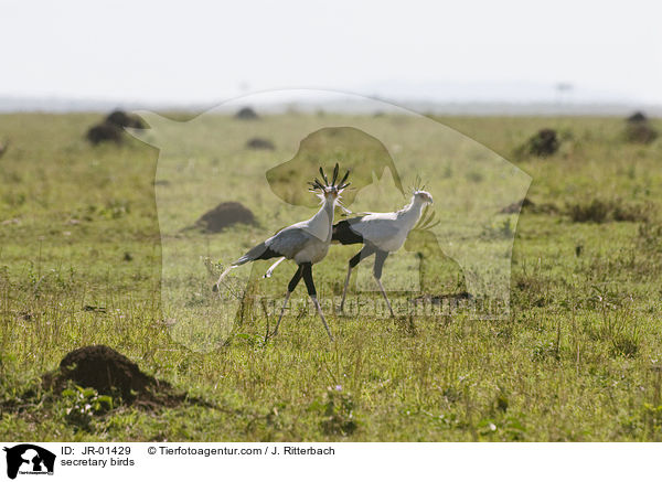 Sekretre / secretary birds / JR-01429