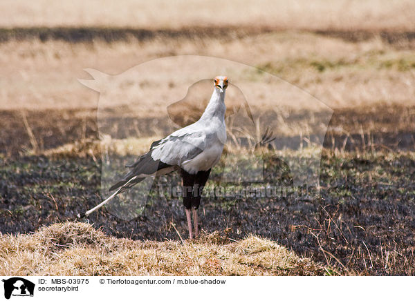 Sekretr / secretarybird / MBS-03975