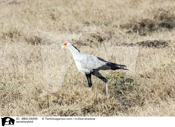 Sekretr / secretarybird / MBS-08898