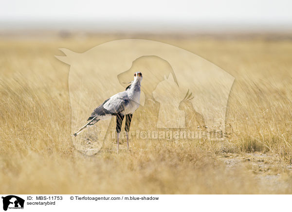 Sekretr / secretarybird / MBS-11753