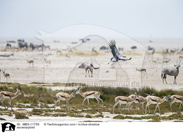 Sekretr / secretarybird / MBS-11759