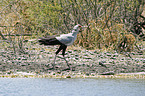 Secretary Bird