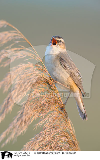 Schilfrohrsnger / sedge warbler / DV-02217