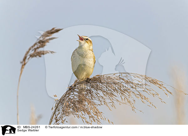 Sedge Warbler / MBS-24261