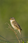 Sedge Warbler