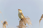 Sedge Warbler