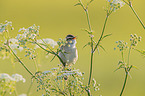 Sedge Warbler