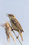 Sedge Warbler