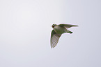 sedge warbler