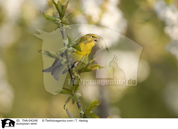 Girlitz / european serin / THA-04248