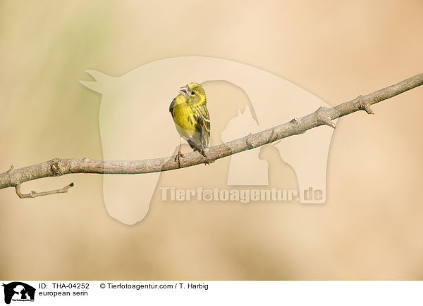 european serin / THA-04252