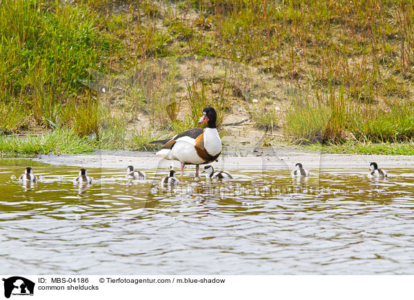 common shelducks / MBS-04186