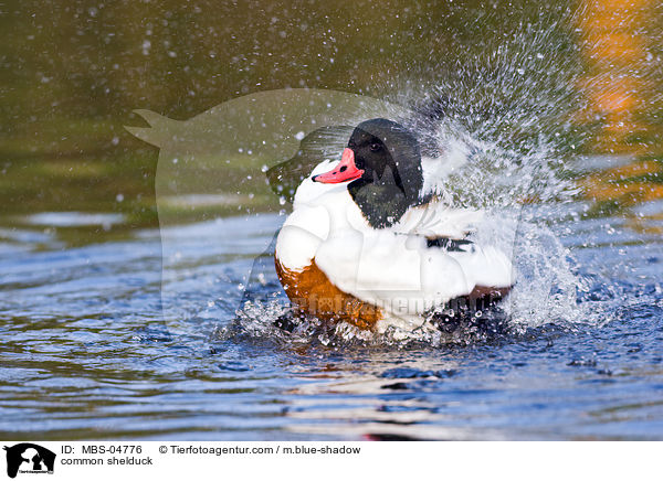 Brandgans / common shelduck / MBS-04776