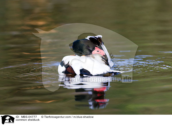 Brandgans / common shelduck / MBS-04777