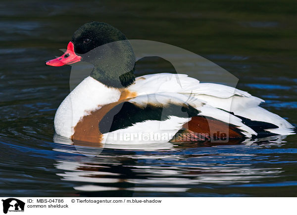 Brandgans / common shelduck / MBS-04786