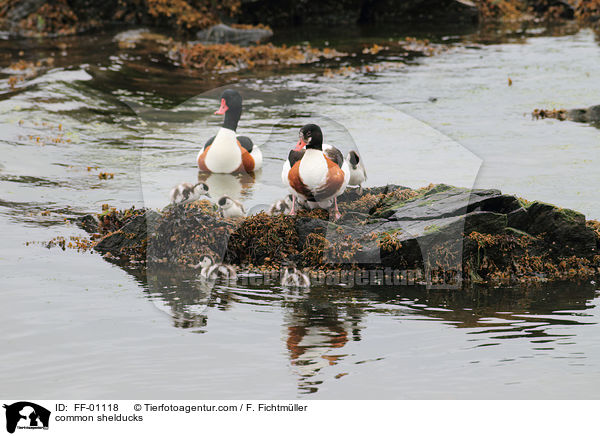 Brandgnse / common shelducks / FF-01118