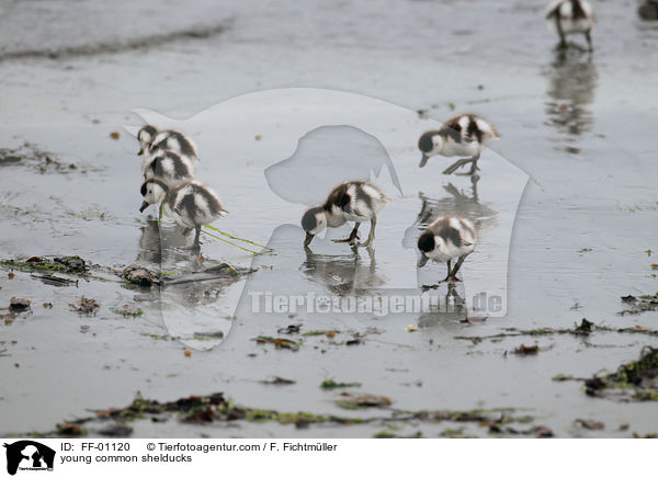 junge Brandgnse / young common shelducks / FF-01120