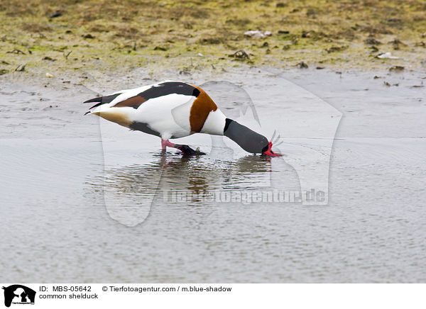 Brandgans / common shelduck / MBS-05642