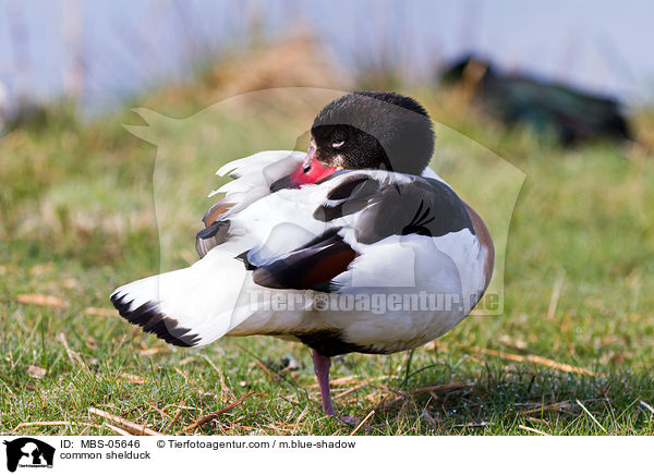 Brandgans / common shelduck / MBS-05646