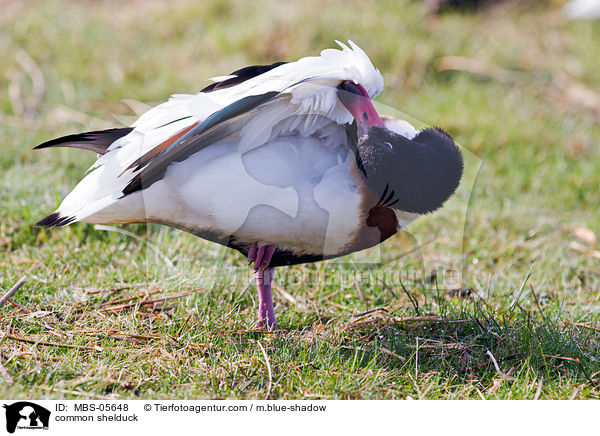 Brandgans / common shelduck / MBS-05648