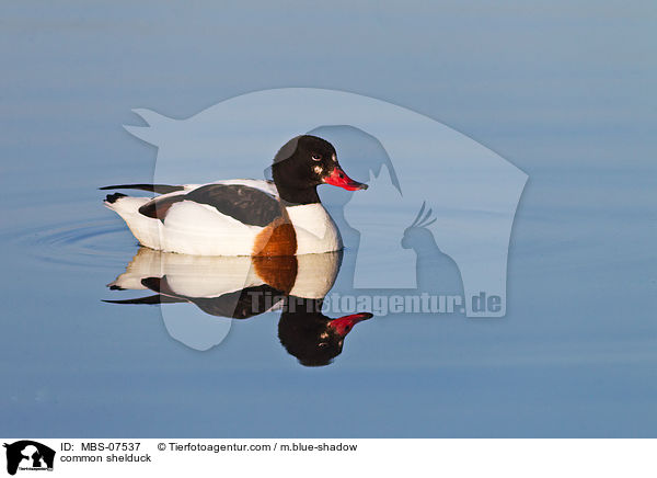 Brandgans / common shelduck / MBS-07537