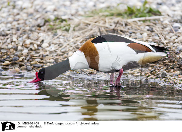 Brandgans / common shelduck / MBS-09469