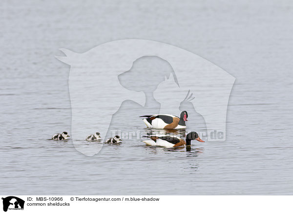 Brandgnse / common shelducks / MBS-10966