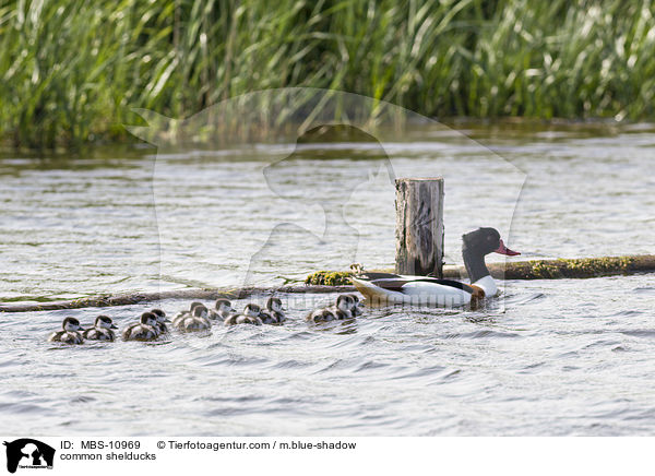 Brandgnse / common shelducks / MBS-10969