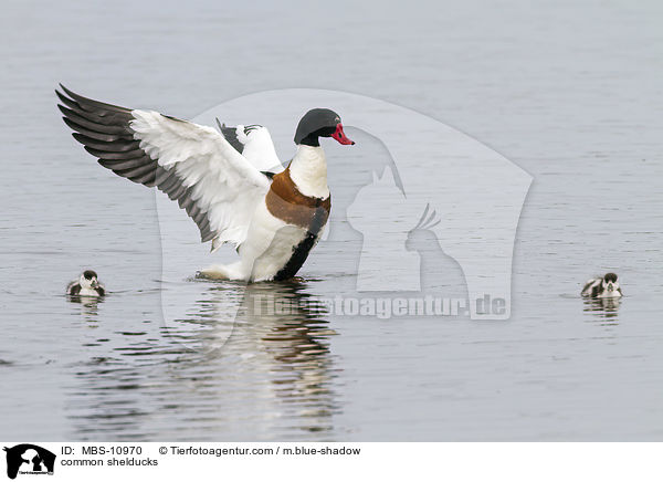 Brandgnse / common shelducks / MBS-10970