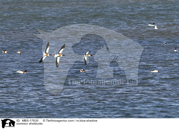 common shelducks / MBS-17630