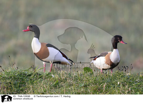 common shelduck / THA-10696