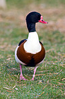 common shelduck