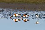 common shelducks