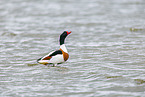 common shelduck