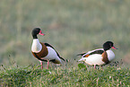 common shelduck