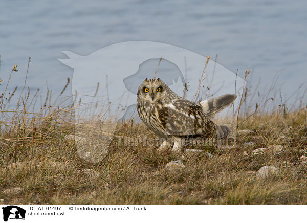 Sumpfohreule / short-eared owl / AT-01497