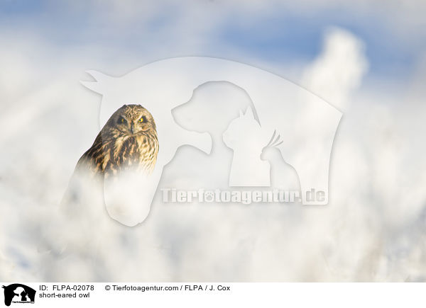 Sumpfohreule / short-eared owl / FLPA-02078