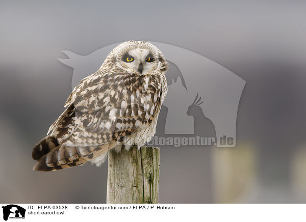 Sumpfohreule / short-eared owl / FLPA-03538