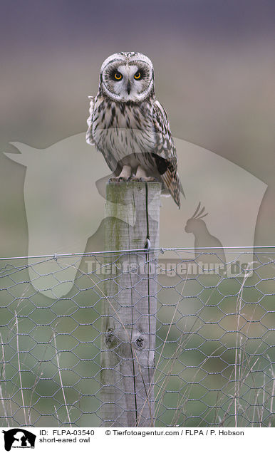 Sumpfohreule / short-eared owl / FLPA-03540