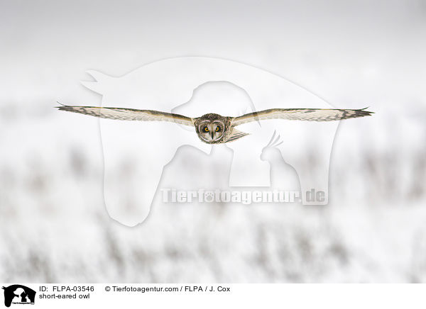 Sumpfohreule / short-eared owl / FLPA-03546